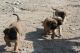 Bullmastiff Puppies for sale in Brooklyn Center, MN 55443, USA. price: $500