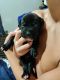 Bullmastiff Puppies for sale in Brooksville, FL 34601, USA. price: $800