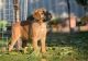 Bullmastiff Puppies for sale in Dallas County, TX, USA. price: NA