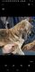 Bullmastiff Puppies for sale in Decatur, IL, USA. price: $800