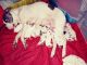 Bullmastiff Puppies for sale in Aurora, CO 80010, USA. price: $500