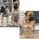 Bullmastiff Puppies for sale in Traverse City, MI, USA. price: $1,800