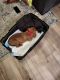 Bullmastiff Puppies for sale in DeSoto, TX 75115, USA. price: $500