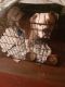 Bullmastiff Puppies for sale in Fort Lauderdale, FL, USA. price: $400