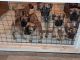 Bullmastiff Puppies for sale in Howell, MI 48843, USA. price: $1,800
