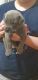 Bullmastiff Puppies for sale in Plant City, FL, USA. price: $1,500