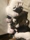 Bullmastiff Puppies for sale in Forestdale, AL 35214, USA. price: NA