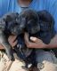 Bullmastiff Puppies for sale in Oak Run, CA 96069, USA. price: NA