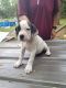 Bullmastiff Puppies for sale in Middleburg, FL 32068, USA. price: $400