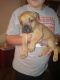 Bullmastiff Puppies for sale in W US Hwy 90, San Antonio, TX, USA. price: $300