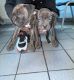 Bullmastiff Puppies for sale in 8825 6th Ave, Jacksonville, FL 32208, USA. price: NA