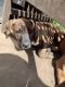 Bullmastiff Puppies for sale in Vancouver, WA, USA. price: $500