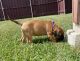 Bullmastiff Puppies for sale in Duncanville, TX 75116, USA. price: $2,500