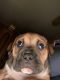 Bullmastiff Puppies for sale in 130 Wolfe Ln, New Paris, PA 15554, USA. price: NA