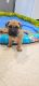 Bullmastiff Puppies for sale in Redford Charter Twp, MI, USA. price: $900
