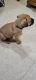 Bullmastiff Puppies for sale in Redford Charter Twp, MI, USA. price: $900