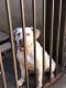 Bullmastiff Puppies for sale in Orange, CA 92868, USA. price: NA