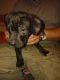 Bullmastiff Puppies for sale in Phoenix, AZ, USA. price: NA