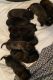 Bullmastiff Puppies for sale in St Andrews, TN 37375, USA. price: NA