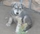Bullmastiff Puppies for sale in Berry Creek, CA 95916, USA. price: NA