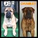 Bullmastiff Puppies for sale in Peterstown, WV 24963, USA. price: $2,500