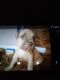 Bullmastiff Puppies for sale in 2729 Johanna St, Corpus Christi, TX 78415, USA. price: $60,000