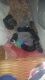 Bullmastiff Puppies for sale in Kent, WA 98030, USA. price: NA