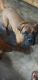 Bullmastiff Puppies for sale in Crofton, KY 42217, USA. price: $750