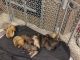 Bullmastiff Puppies for sale in 301 North Ave N, Wilson, NC 27893, USA. price: $500