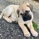 Bullmastiff Puppies for sale in Kent, WA, USA. price: $600