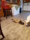 Bullmastiff Puppies for sale in Kings Mountain, NC, USA. price: $200
