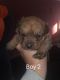 Bullmastiff Puppies for sale in Marysville, MI, USA. price: NA