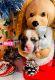 Bullmastiff Puppies for sale in Mountain View, MO 65548, USA. price: $200