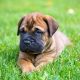 Bullmastiff Puppies for sale in 606 Braxton Place, Madison, WI 53715, USA. price: NA