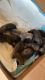 Bullmastiff Puppies for sale in 2971 NW 152nd Terrace, Opa-locka, FL 33054, USA. price: NA
