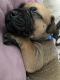 Bullmastiff Puppies for sale in Pinckney, MI 48169, USA. price: $1,500