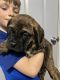 Bullmastiff Puppies for sale in Douglas, WY 82633, USA. price: $3,000