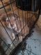 Bullmastiff Puppies for sale in Yuba City, CA, USA. price: $40