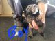 Bullmastiff Puppies for sale in West Valley City, UT, USA. price: $200