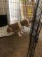 Bullmastiff Puppies for sale in Pineville, NC 28134, USA. price: $350