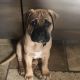 Bullmastiff Puppies for sale in South Bay, CA, USA. price: $950