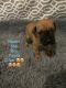 Bullmastiff Puppies for sale in National Park, NJ 08063, USA. price: $1,500