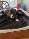 Bullmastiff Puppies for sale in El Mirage, AZ, USA. price: $1,250