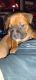 Bullmastiff Puppies for sale in Vancouver, WA, USA. price: $400