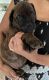 Bullmastiff Puppies for sale in Tampa, FL 33624, USA. price: $3,500