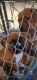 Bullmastiff Puppies for sale in Apple Valley, CA, USA. price: $500