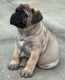 Bullmastiff Puppies for sale in Los Angeles, CA, USA. price: $800