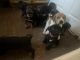 Bullmastiff Puppies for sale in 10 Fidelis Way, Brighton, MA 02135, USA. price: $1,200