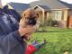 Bullmastiff Puppies for sale in Richland, WA, USA. price: NA