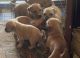 Bullmastiff Puppies for sale in Geraldton WA, Australia. price: $250